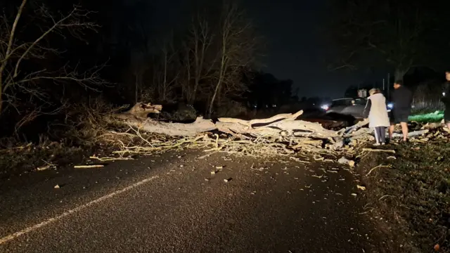 A tree fallen in the road at night