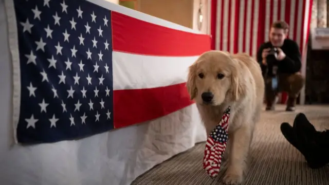 Dog walking in front of a stars and stripes US flag