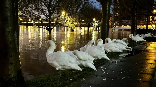 Swans in Worcester