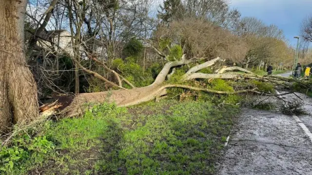 Tree blown over by Storm Henk