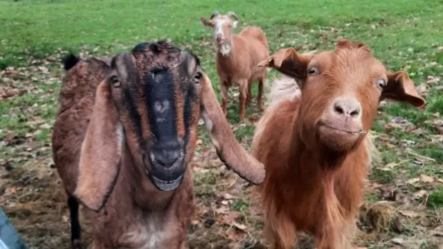 Goats at the Rescue Ranch animal sanctuary