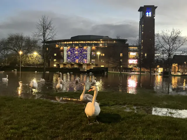 Swans on the flooded green outside the Royal Shakespeare Company