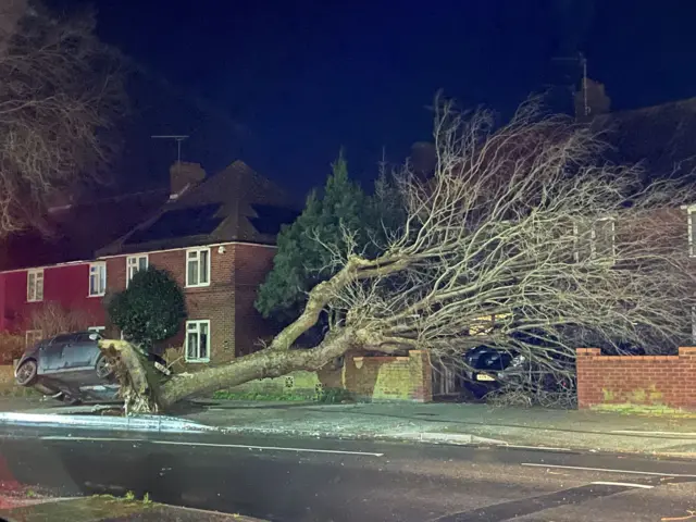 A tree blown over in Ipswich