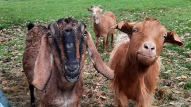 Two goats looking at the camera