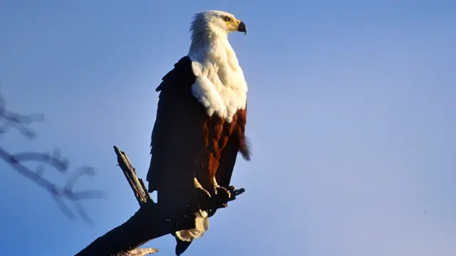 An eagle in a tree in Kenya