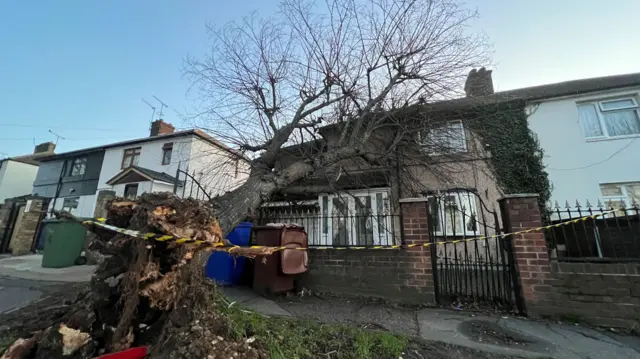 A tree fallen onto a terraced house