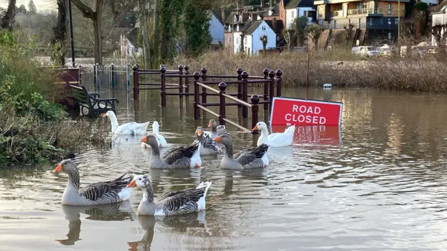 Geese on the Severn