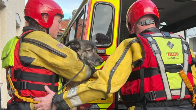 Dog being lifted out of flooded house by fire rescue workers