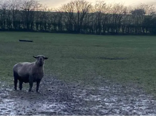 Sheep in mud