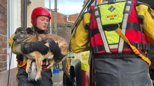 Dog being lifted out of flooded house