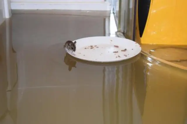 Mouse sitting on a white plate on top of flood water