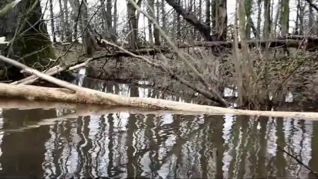 A beaver dam.