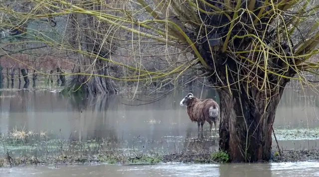 Sheep in flood water