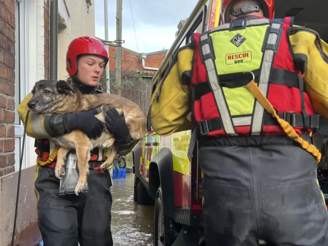 Dog being lifted out of flooded house