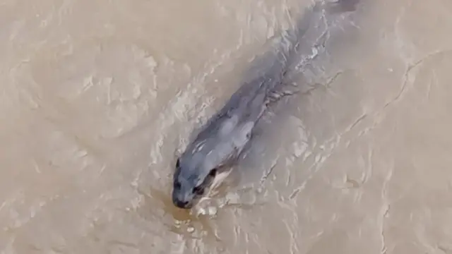 Otter in water