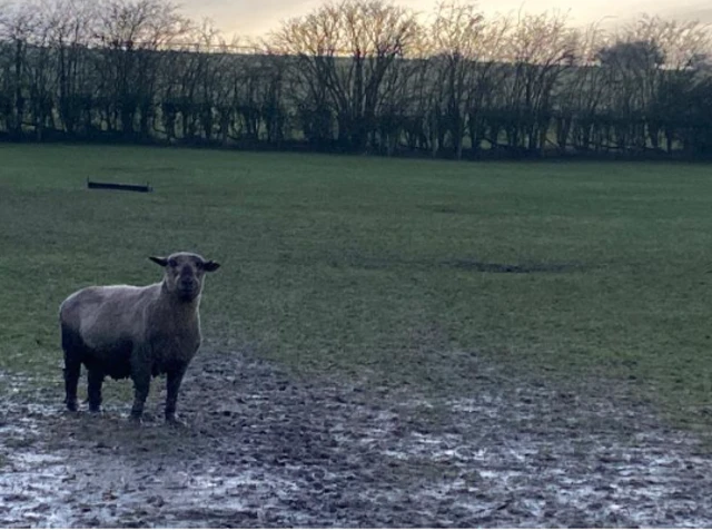 A sheep in a wet field