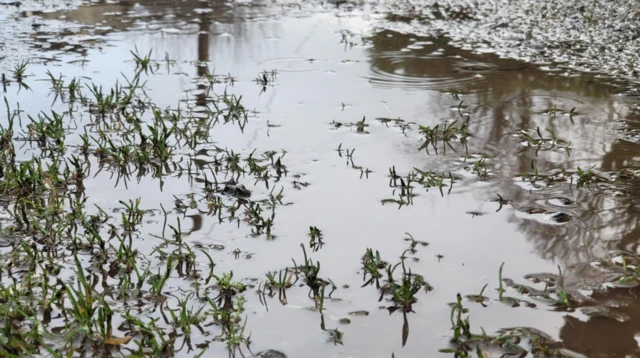 Soil and grass soaked in water.