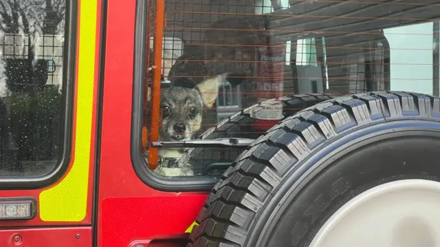 Dog in back of van