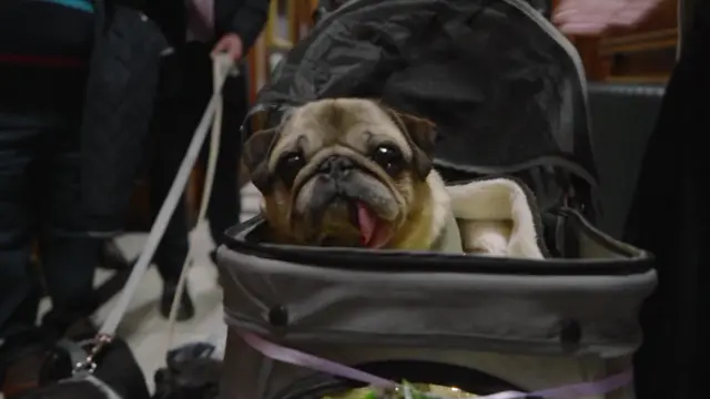 A pug in a pram