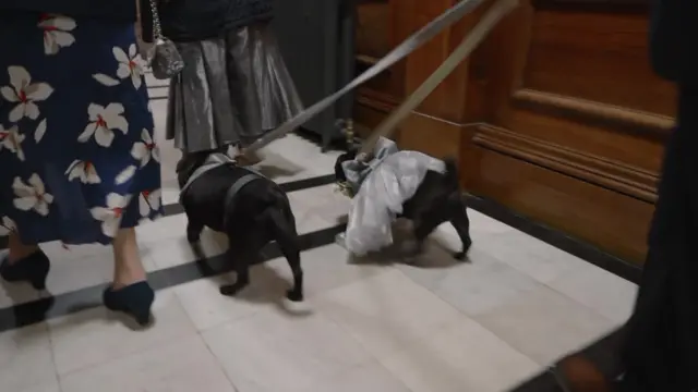 Dogs in a tux and wedding dress