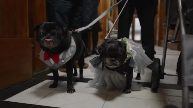 Two pugs