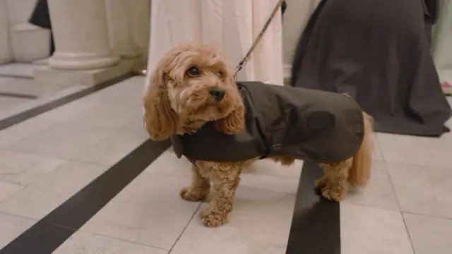 Marvin the dog, dressed in a black rain coat, is seen at town hall.