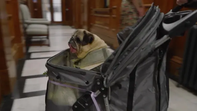 Dog in a pram