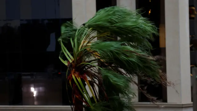 Leaves of palm tree pushed back by wind