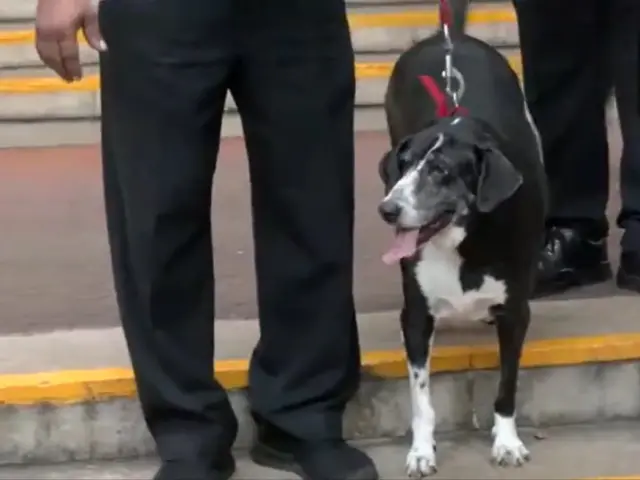Ratan Tata's dog Goa seen outside NCPA