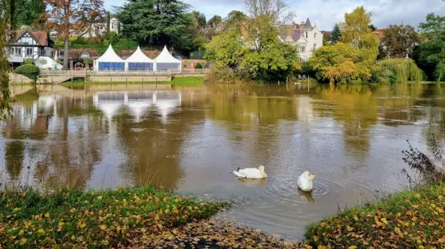 Two swans on a swollen river with a pub garden in the background