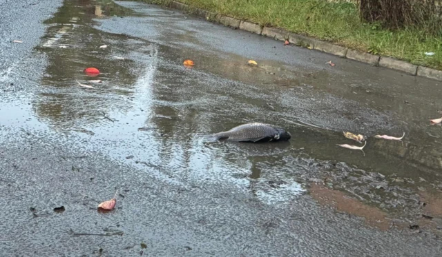 A fish in a small puddle of water on a tarmac street