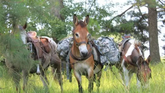 Mules eating grass