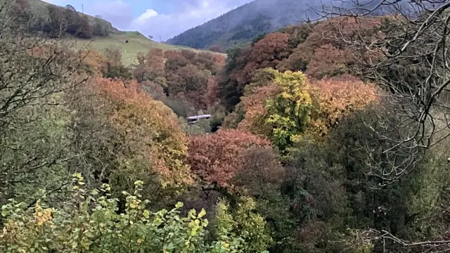 A picture of the train scene through trees