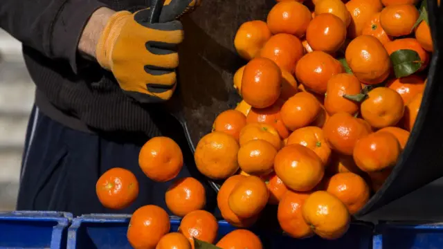 A file photo of a worker pouring a bucket of mandarin oranges into crates during