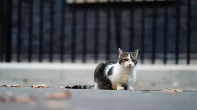 Larry the cat sits in Downing Street