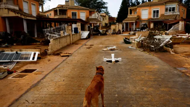 A dog looks at damaged homes in Godelleta, Valencia, Spain, October 31, 2024