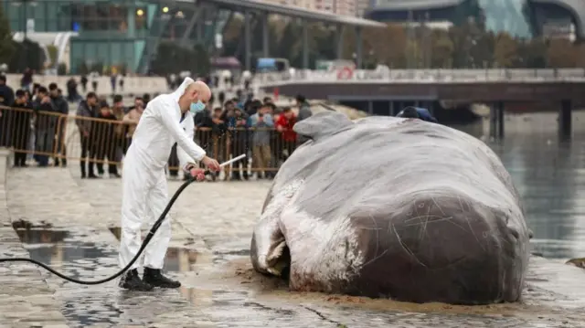 A man in a white hazmat suit hosing down a fake beached whale whilst people look on from behind barrier