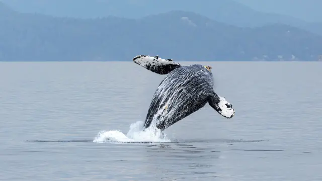 Whale in body of water
