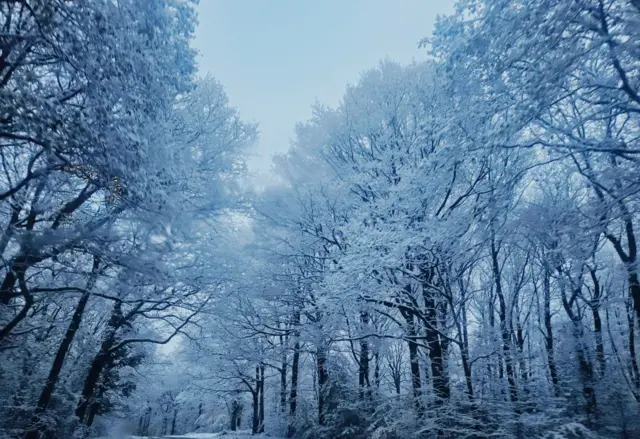 Trees covered in snow