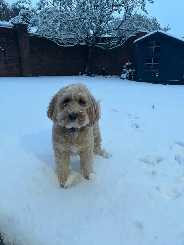 A dog in the snow in Mickleover