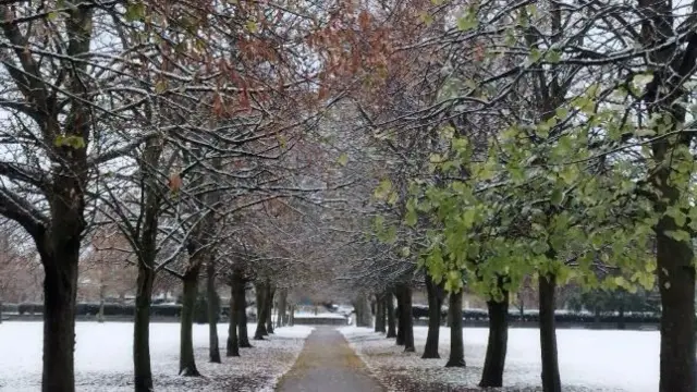 A snow-covered avenue of trees