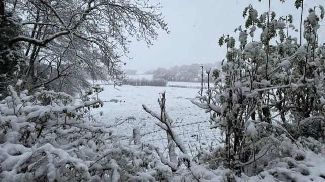 A snow-covered field, with trees on either side