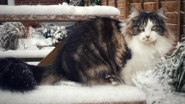 Picture of a cat in snow taken in Penn, Buckinghamshire by another Weather Watcher, Robyn-Leigh