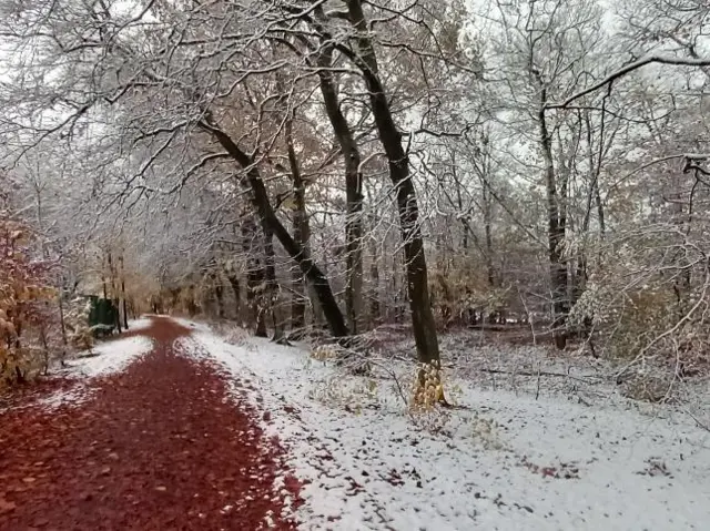 A red gravel path winds through a snow-covered wood