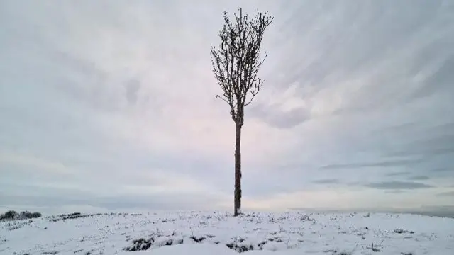 A leafless tree sticks out from a snow-covered hillside