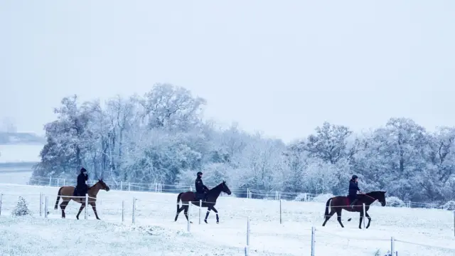 Three horses move along a snowy landscape. Behind them are snow covered trees