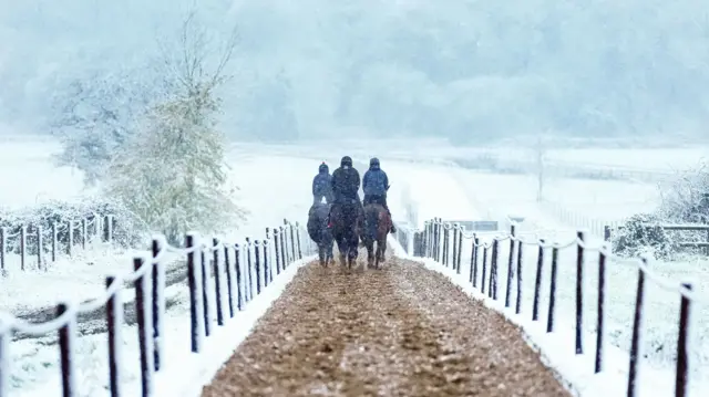 The backs of three horses as they move along a muddy path with a fence either side. Snow covers the ground either side of the path