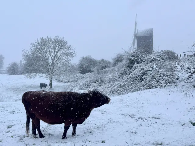 Image of cow was taken in Brill, Buckinghamshire by one of our Weather Watchers