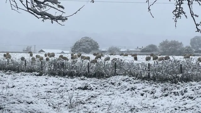 Sheep standing in a snowy field on the other side of a fence