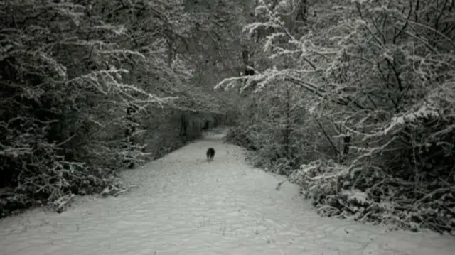 A section of the trans pennine trail covered in snow with a dog walking through it